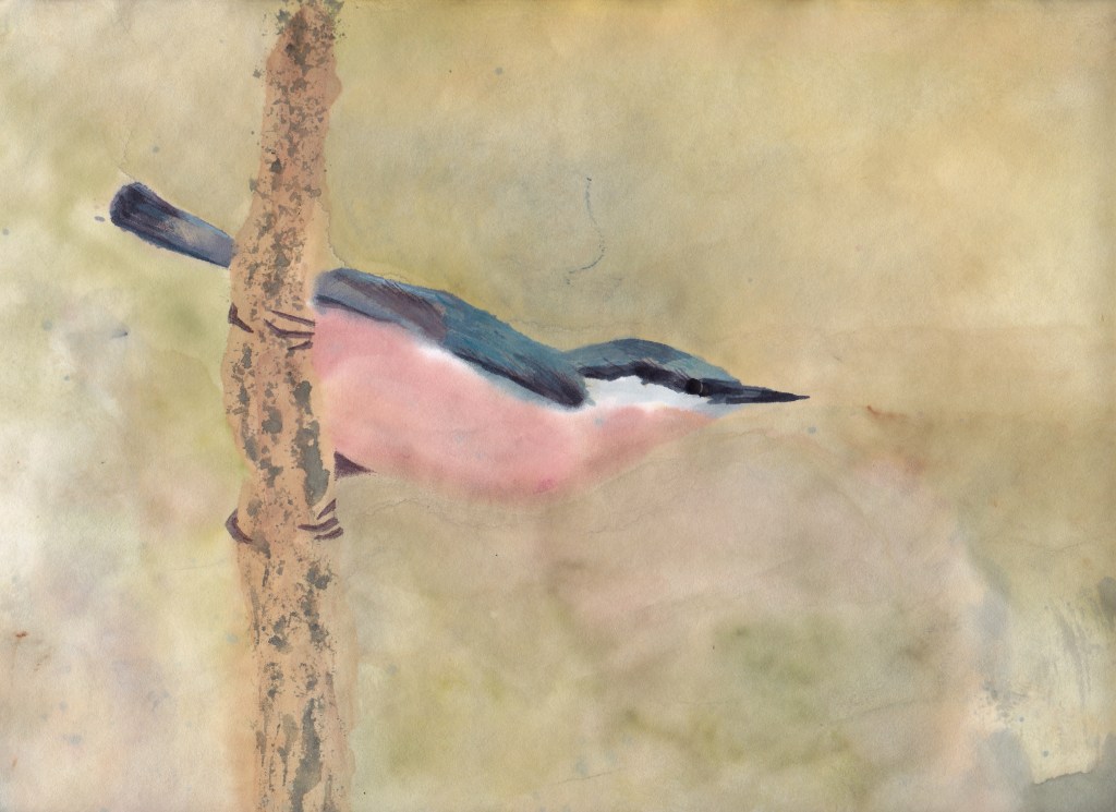 nuthatchsumi-epaper1